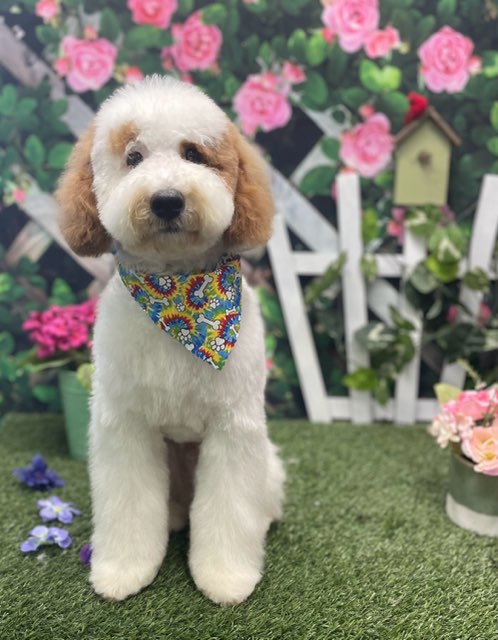 The Essentials of Pet Grooming: What Every Owner Should Know